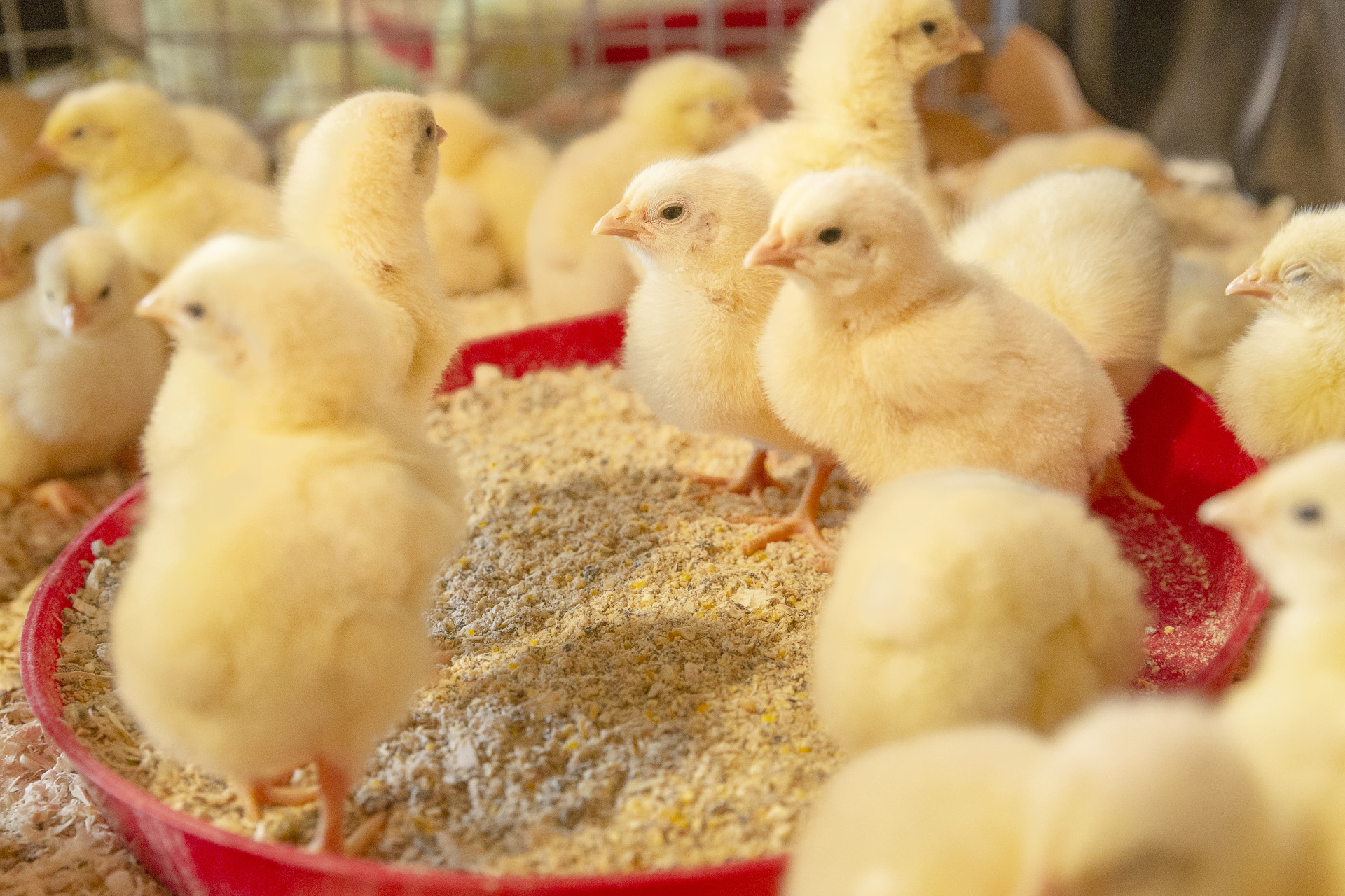 1 Day old chicks