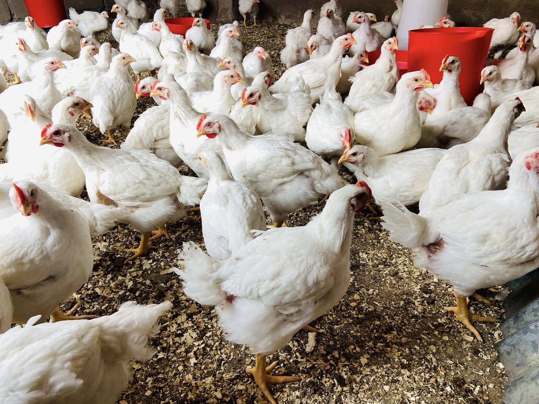 Fresh quality birds